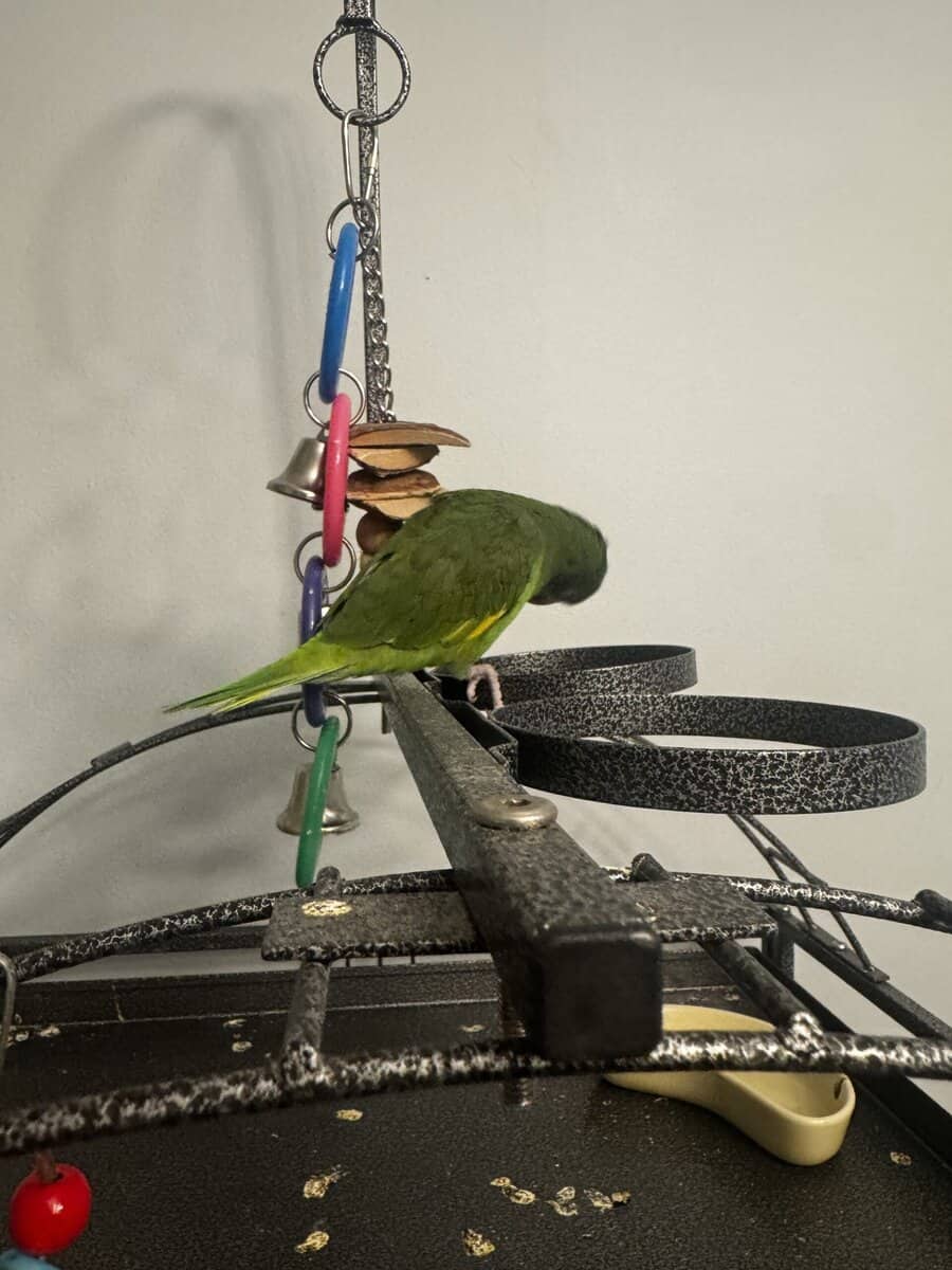 White winged parakeet image 3