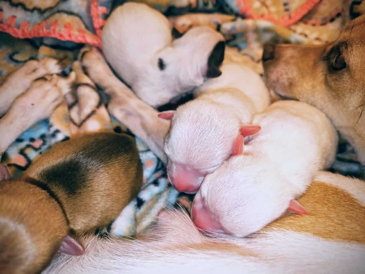 TOY Chihuahua Puppies – Ready Christmas Eve! ✨🎄 - image 6