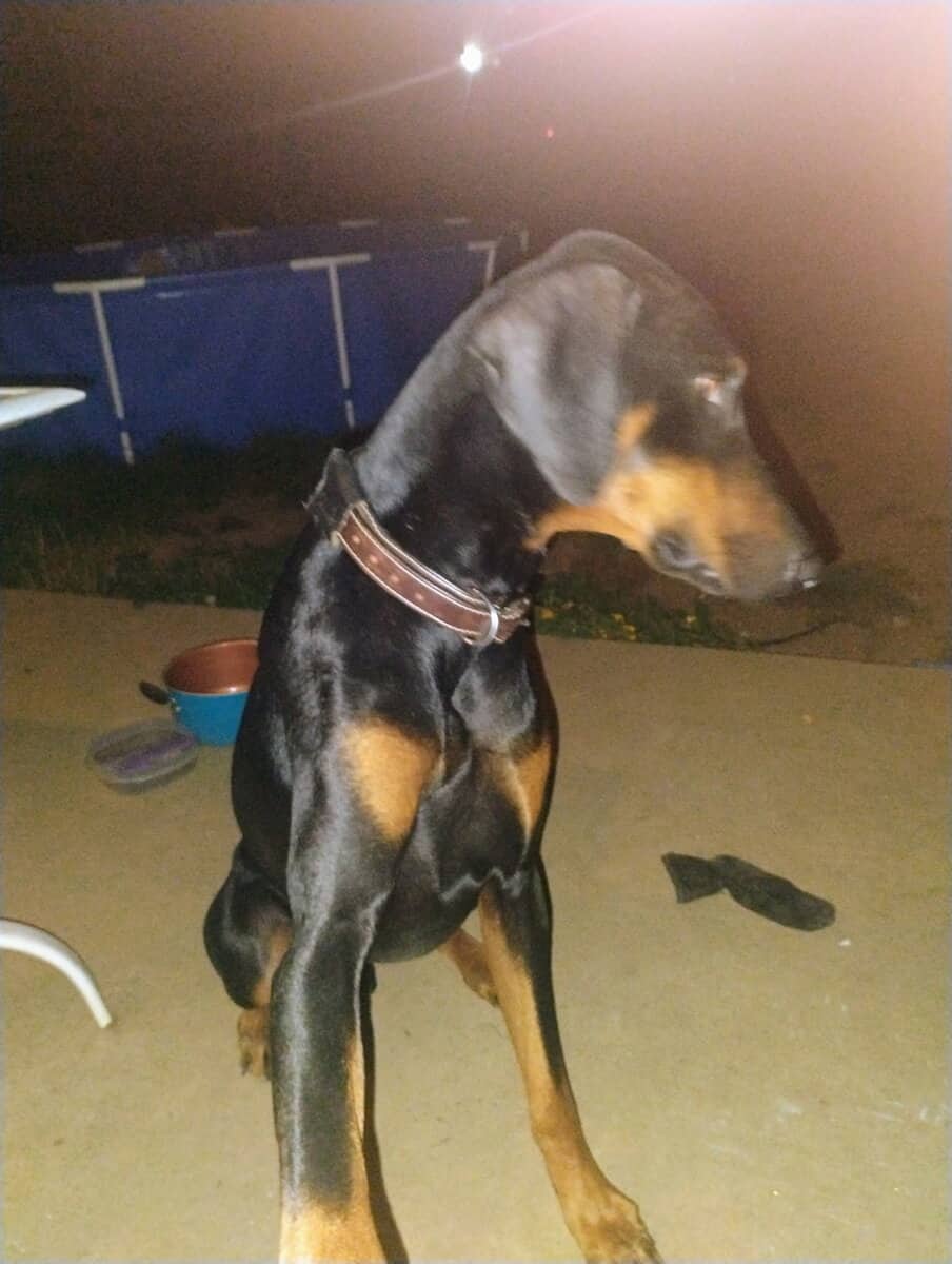 Doberman pinscher puppies image 5