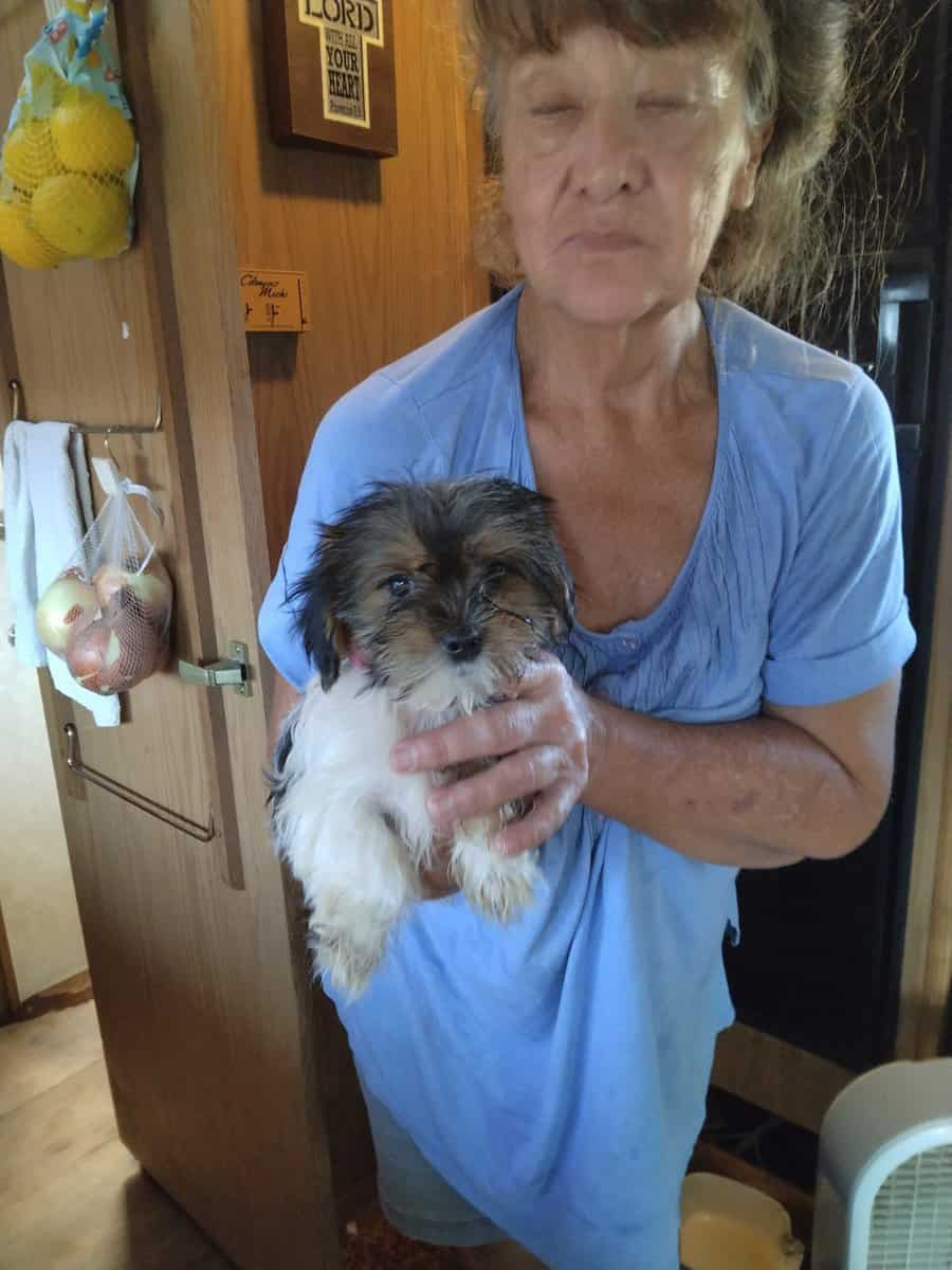 Shorkie puppies image 8