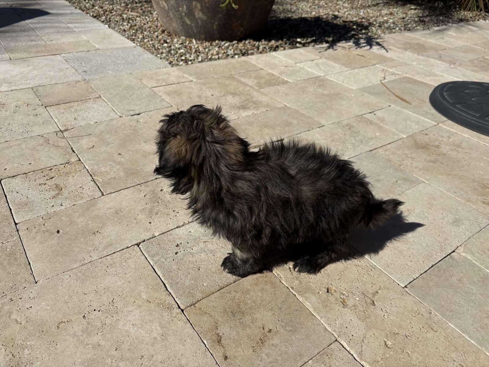 2 Boys Pure Bred Shih Tzus image 10