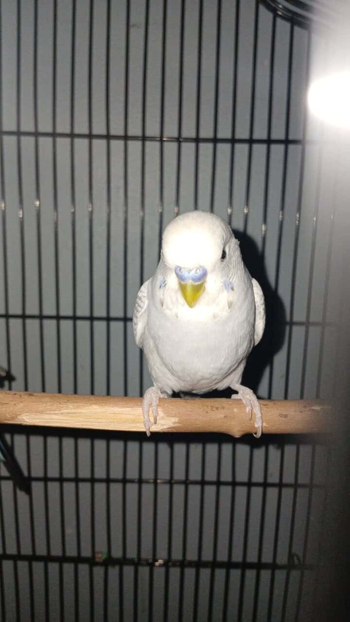 (Unavailable) Snuggles Clear-wing grey budgie image 3