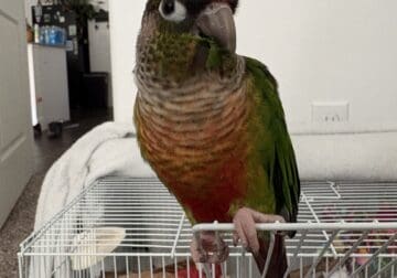 Looking to rehome this little guy