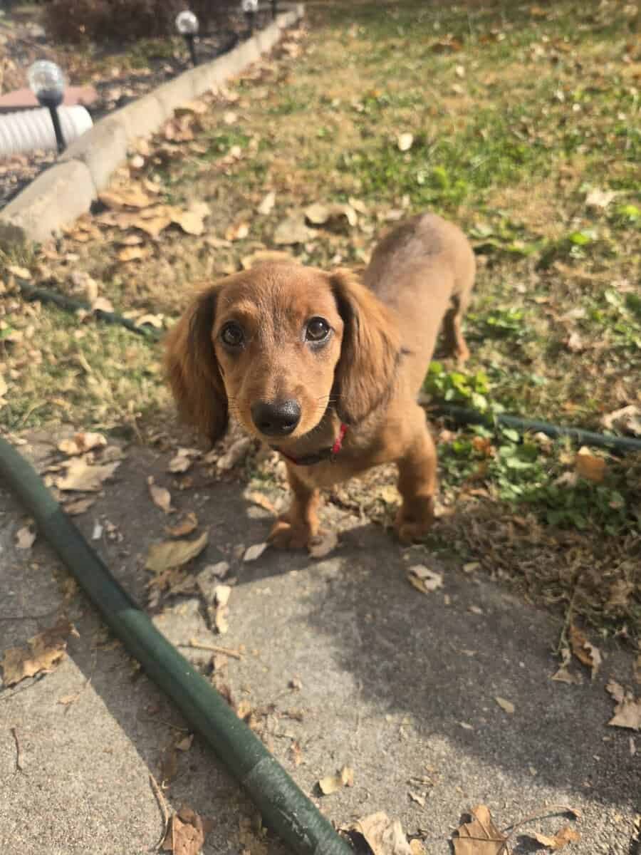 Mini weiner dog for sale image 1
