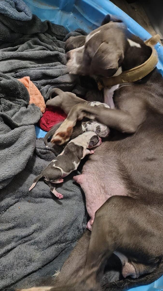 brand new bully pups born sun. 16th image 7