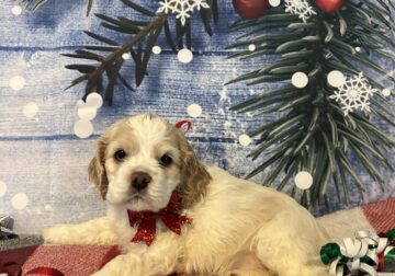 Cocker Spaniel puppies