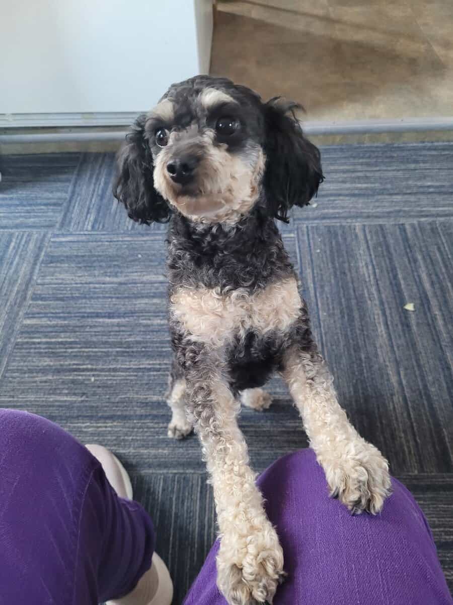 Registered Phantom Toy Poodle image 2
