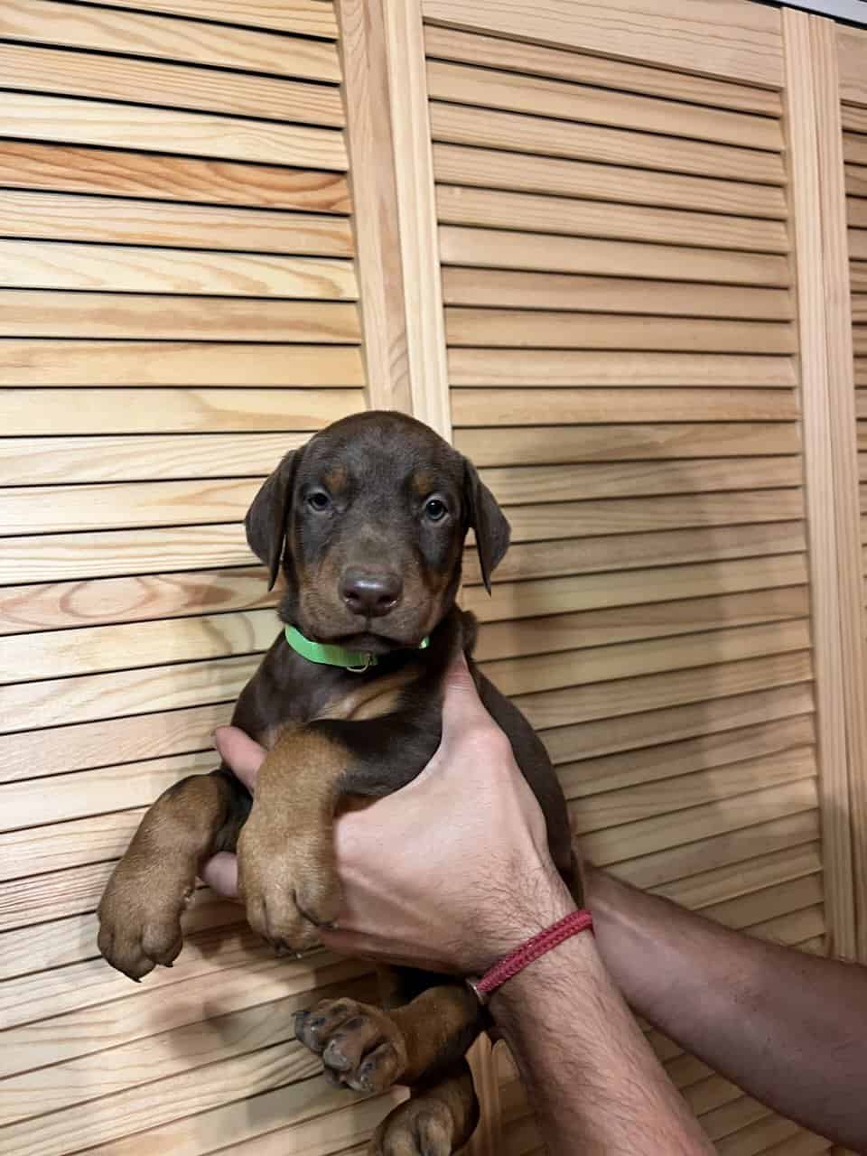 European Doberman puppies image 6