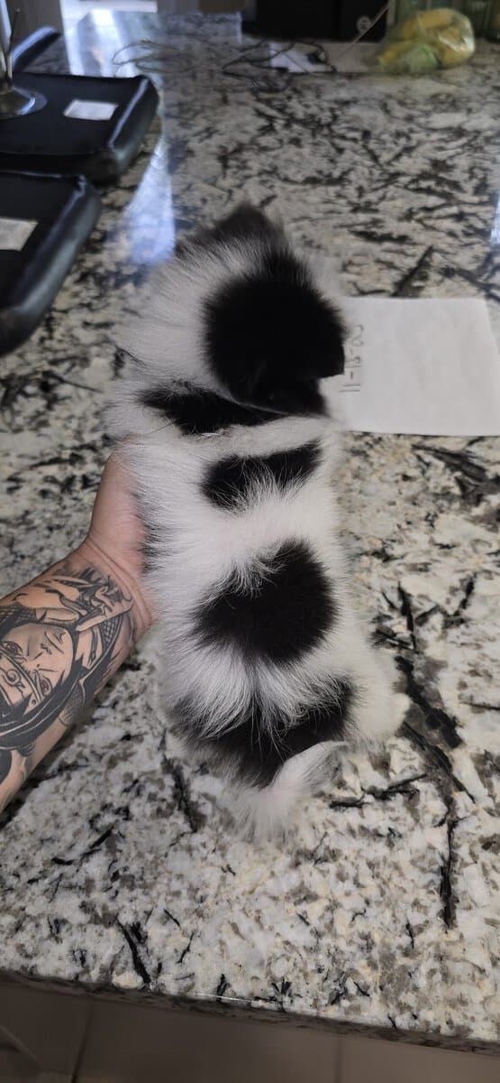 Pomeranian puppy image 3