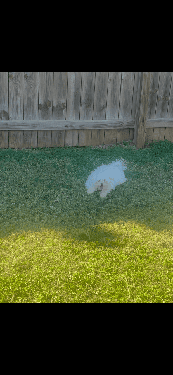 Female Maltipoo image 3