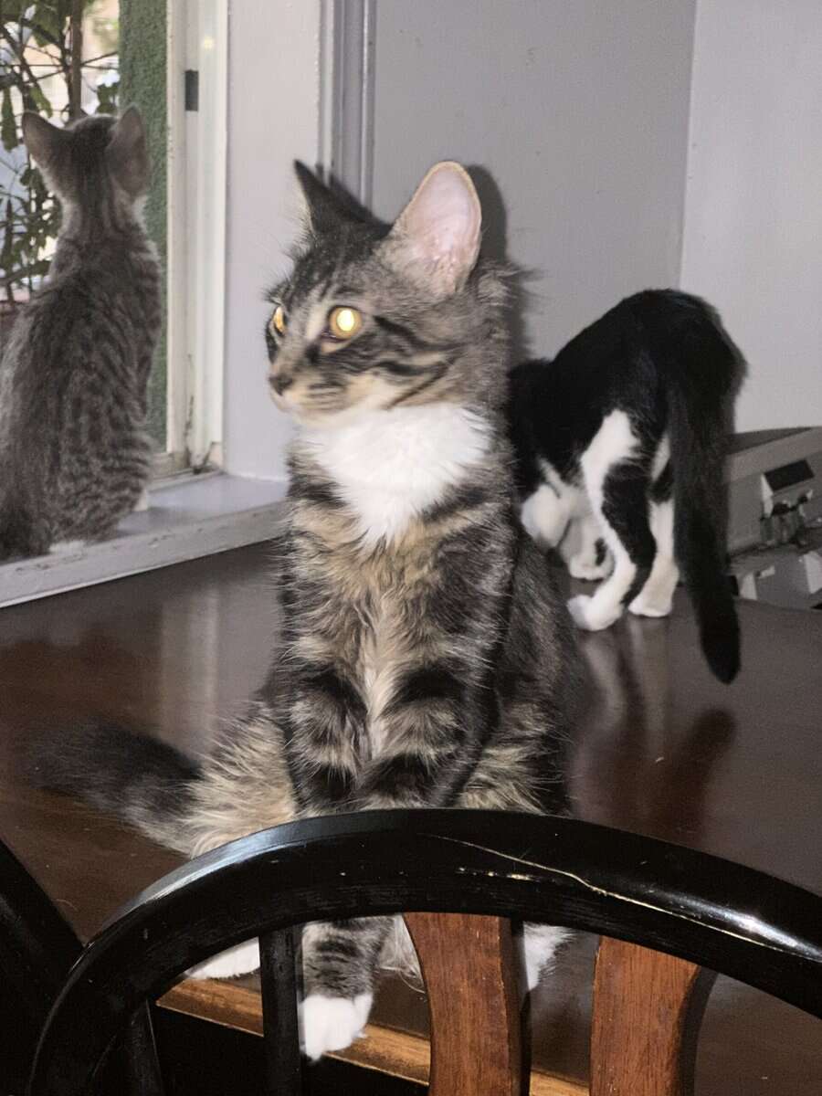 Male Kitten Looking for Loving Home image 4