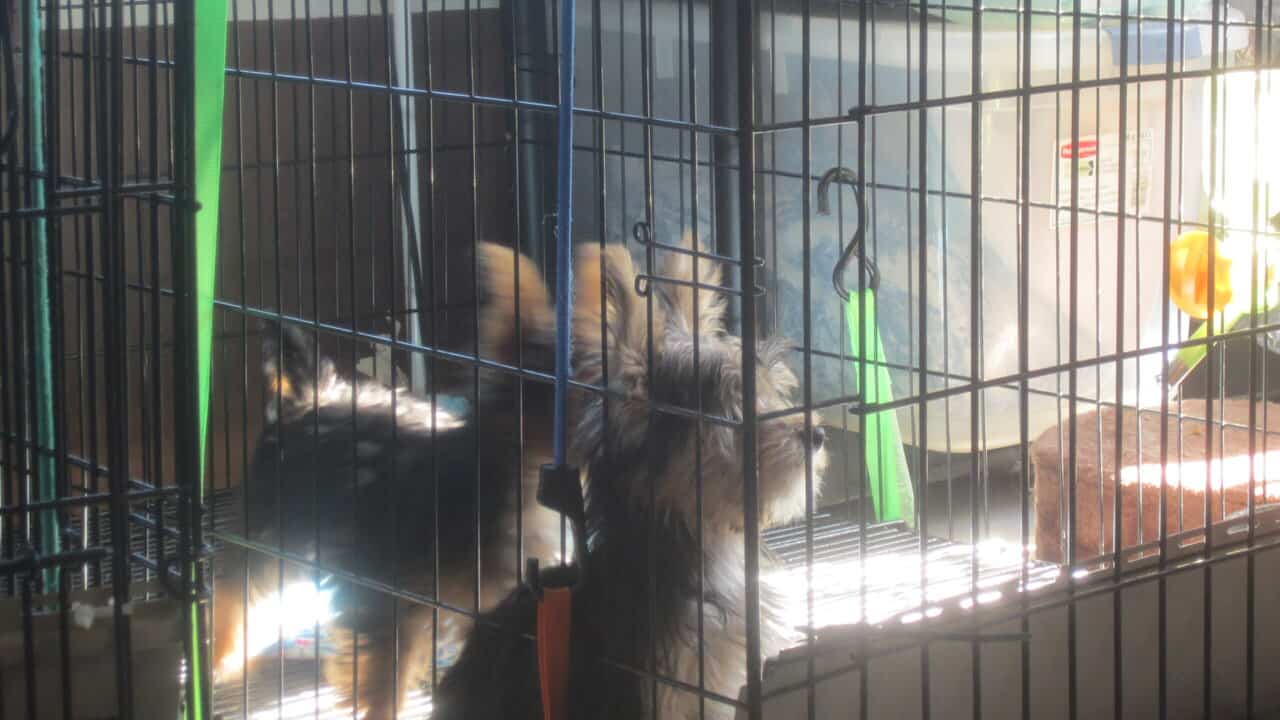 Yorkie puppies on sale image 1
