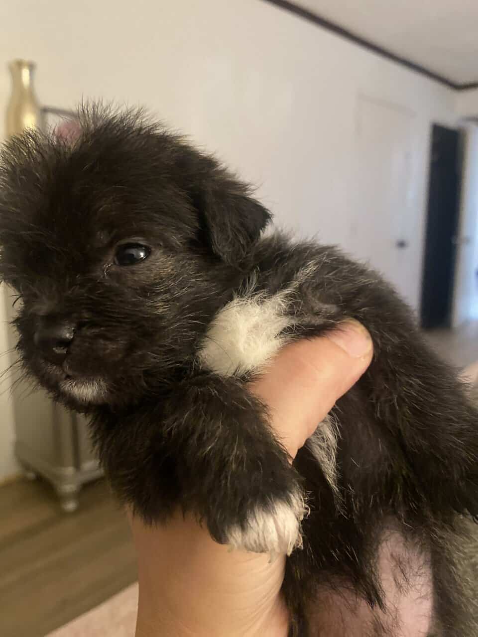 Maltipoo puppies image 3