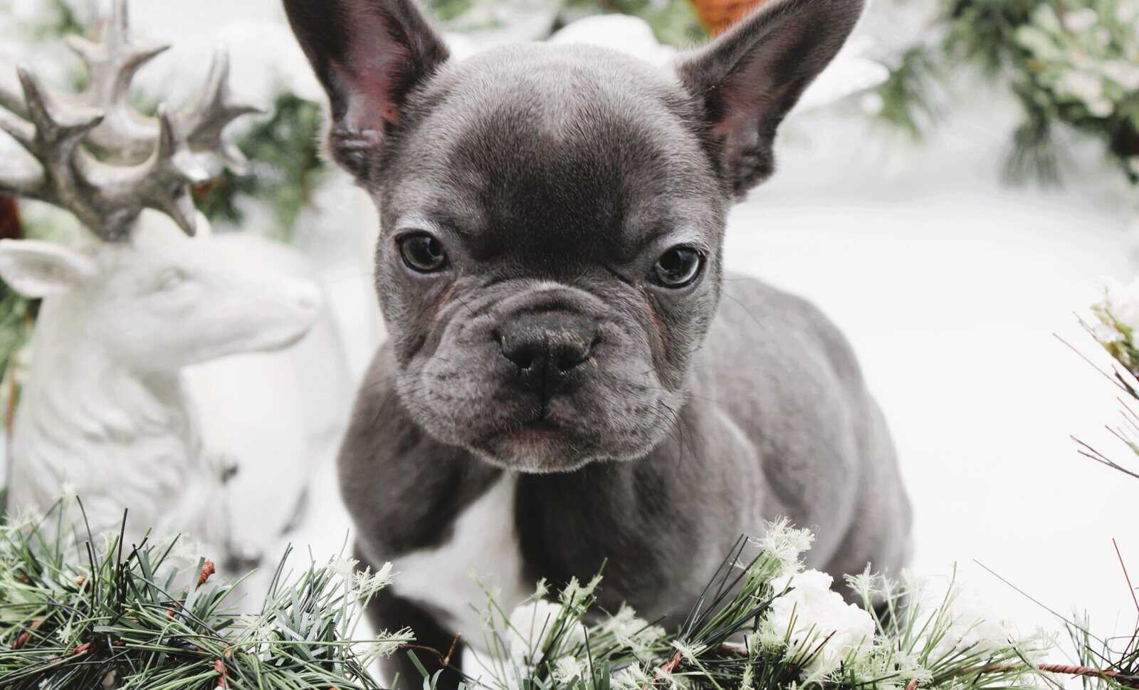 French Bull dog Female image 1
