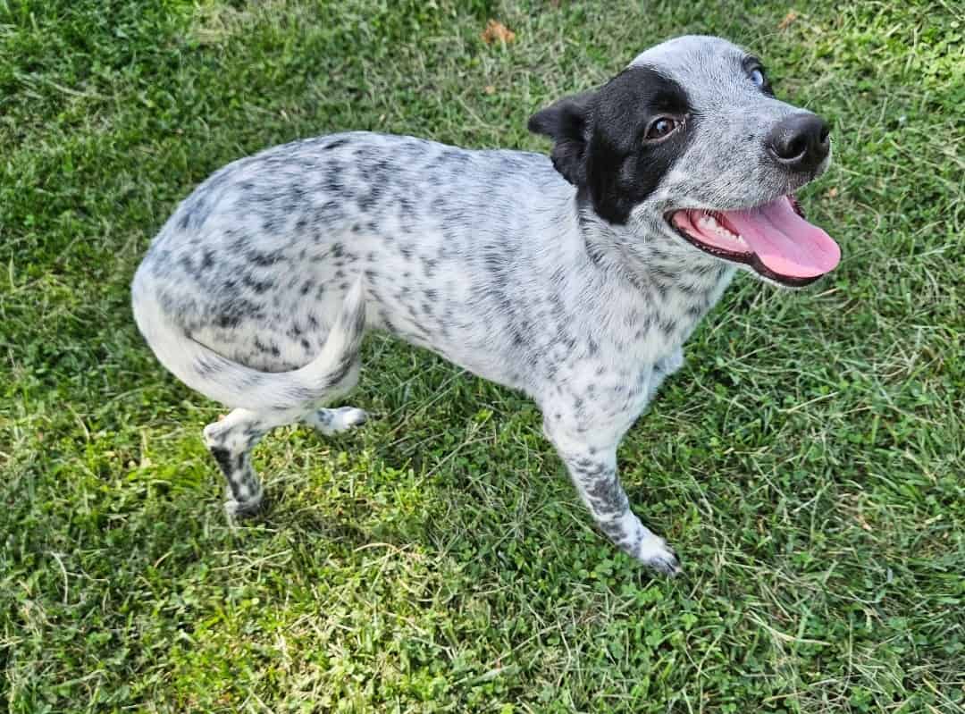 Blue Heeler image 2