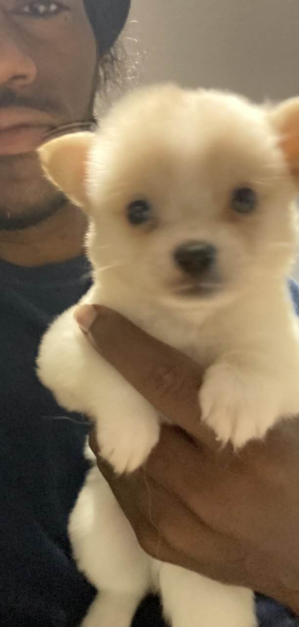 Pomeranian and Bichon image 5