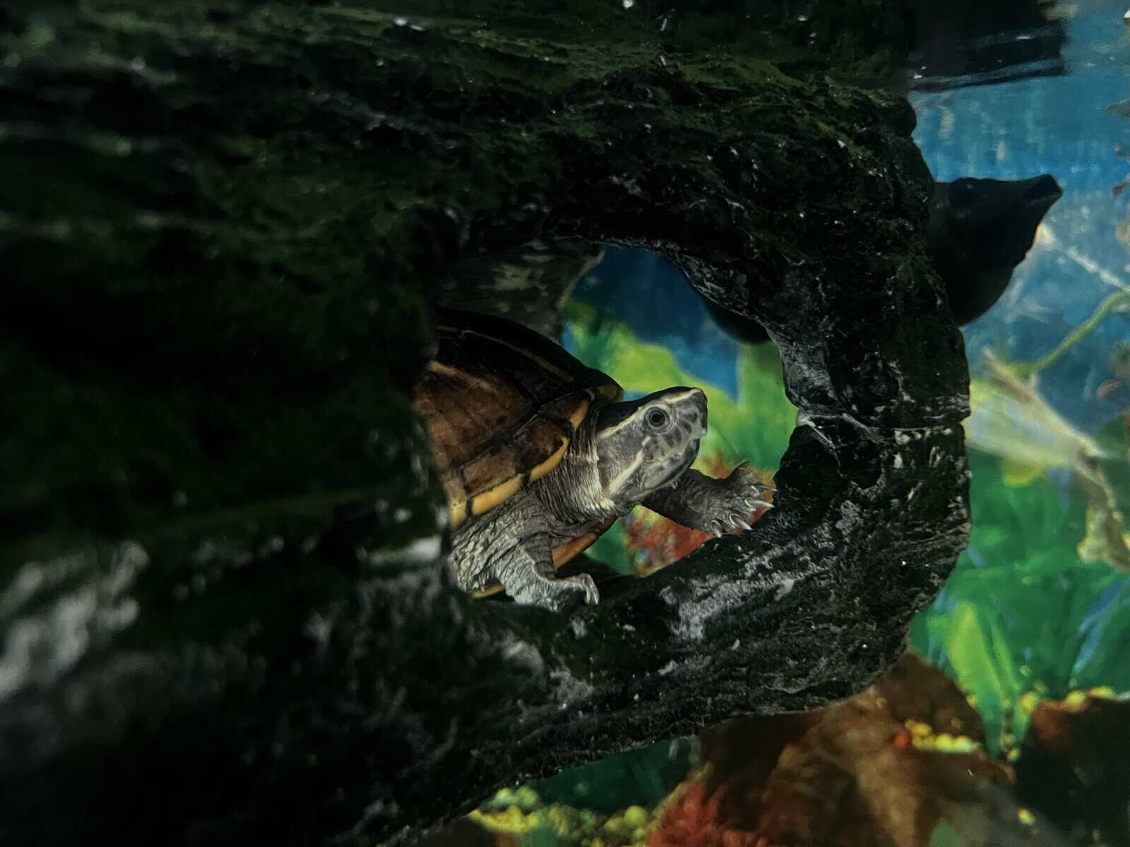 Turtles lost there mom to cancer image 7