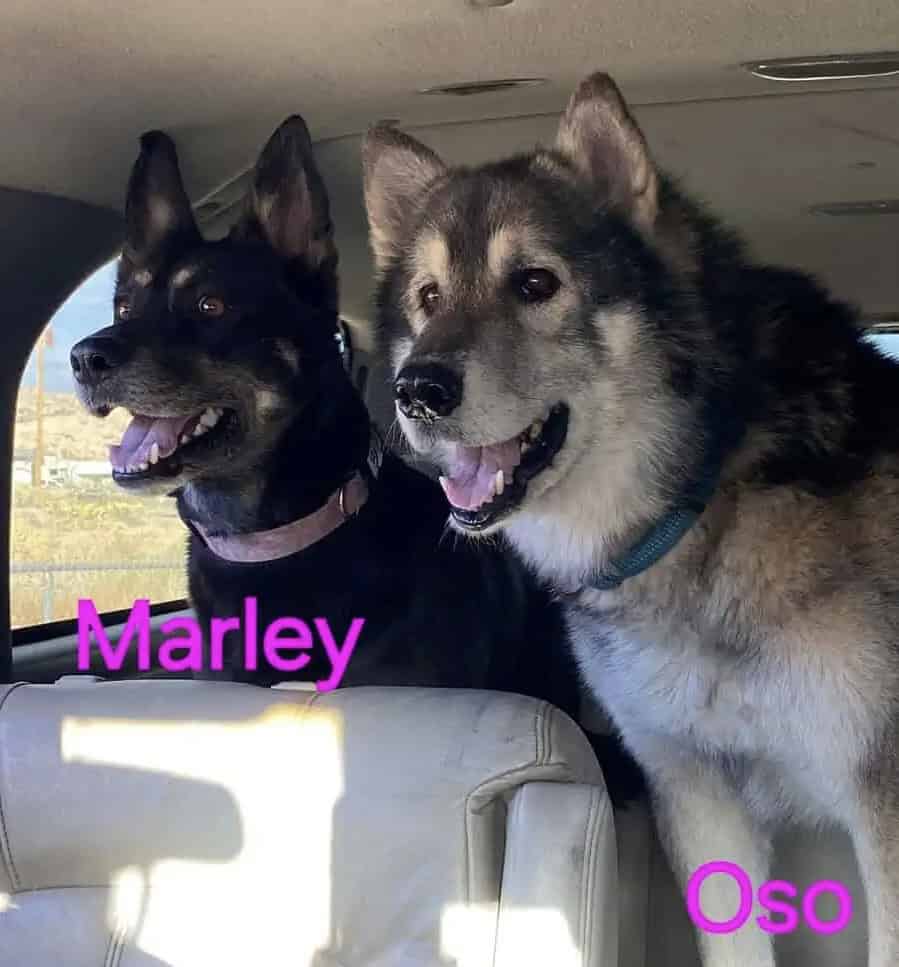 Wolf dogs image 1