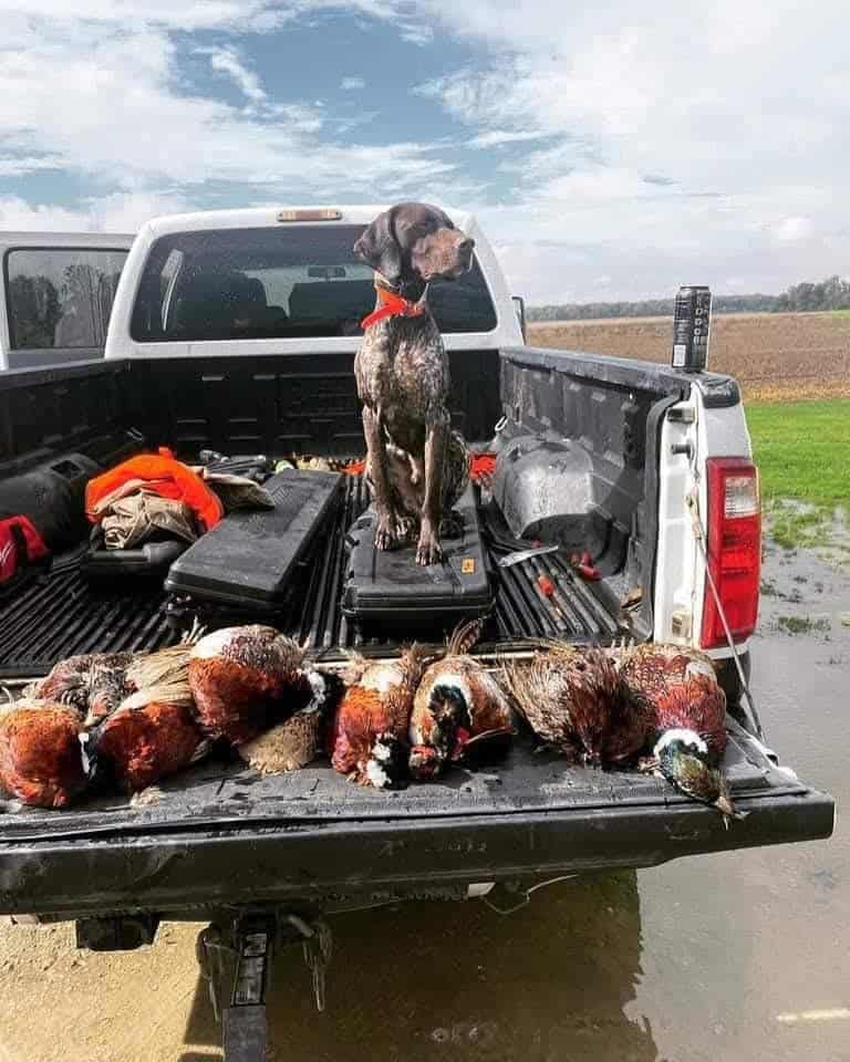 German shorthaired pointer puppies image 2