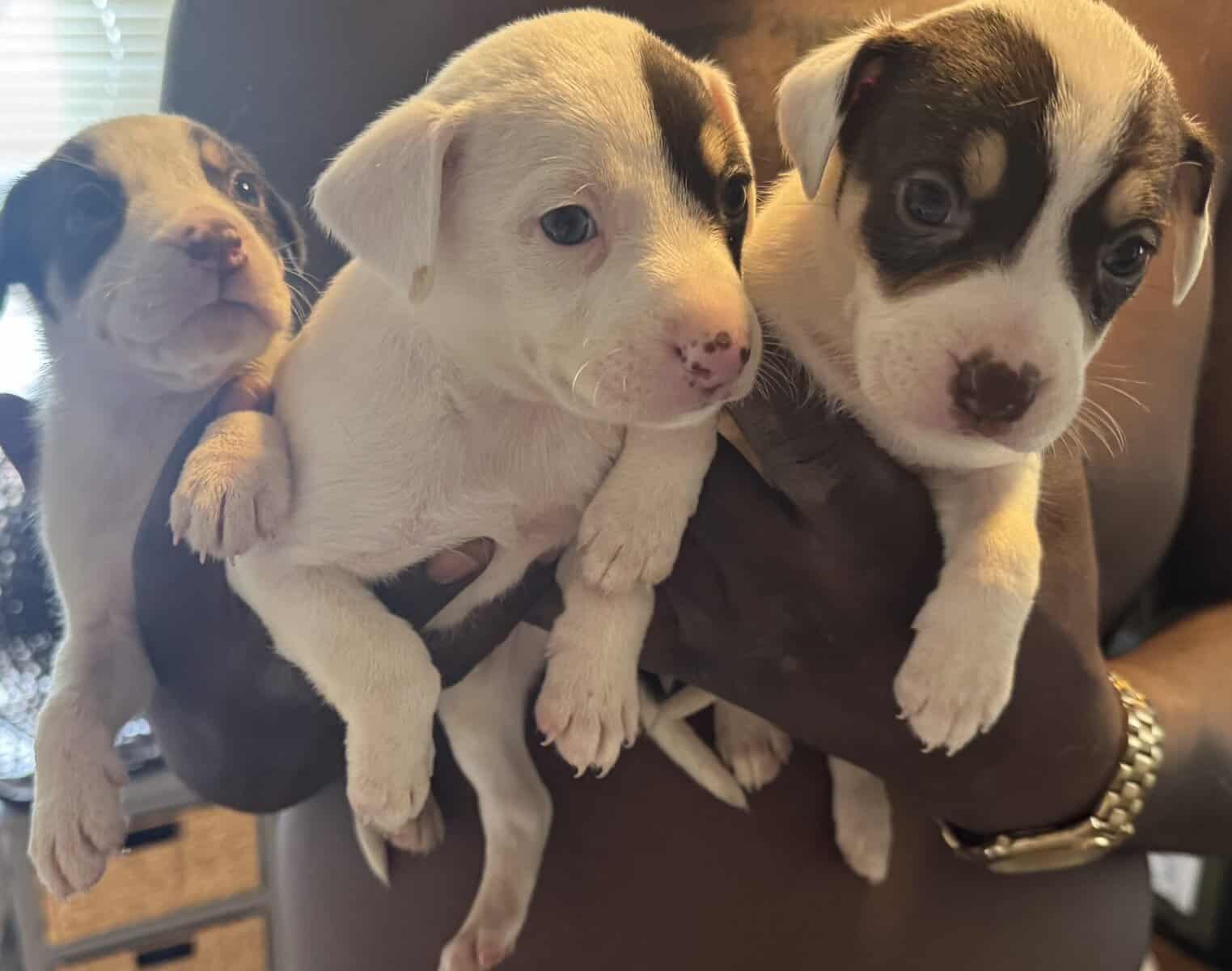 Pitbull puppies 6 weeks image 5