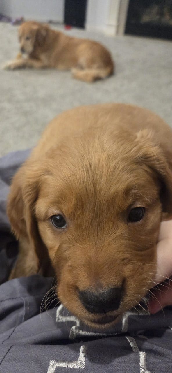 Golden Retrievers purebred puppies image 1