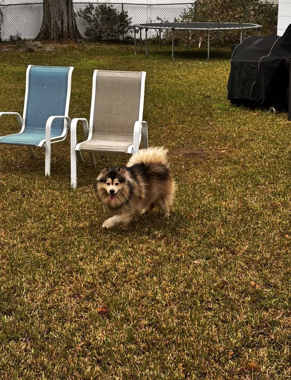 🐾 Pomsky – (Jacksonville FL) image 3