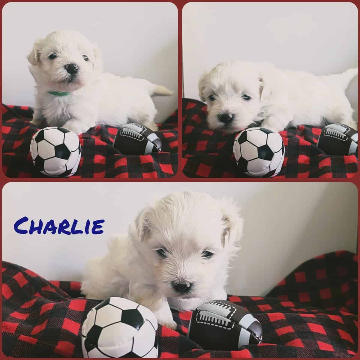 Toy Maltese image 2