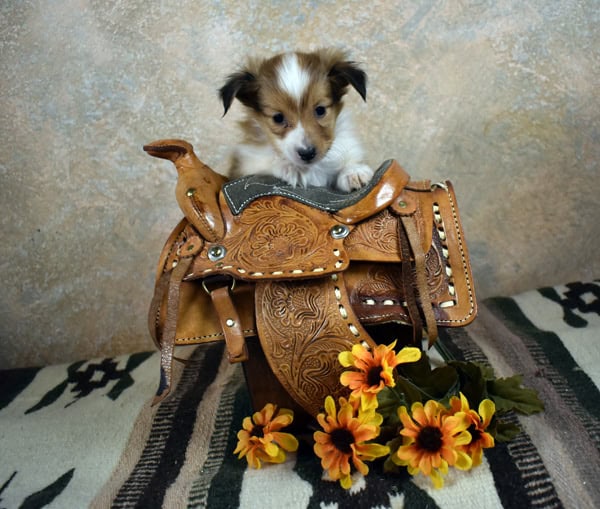 Adorable Small AKC male image 4