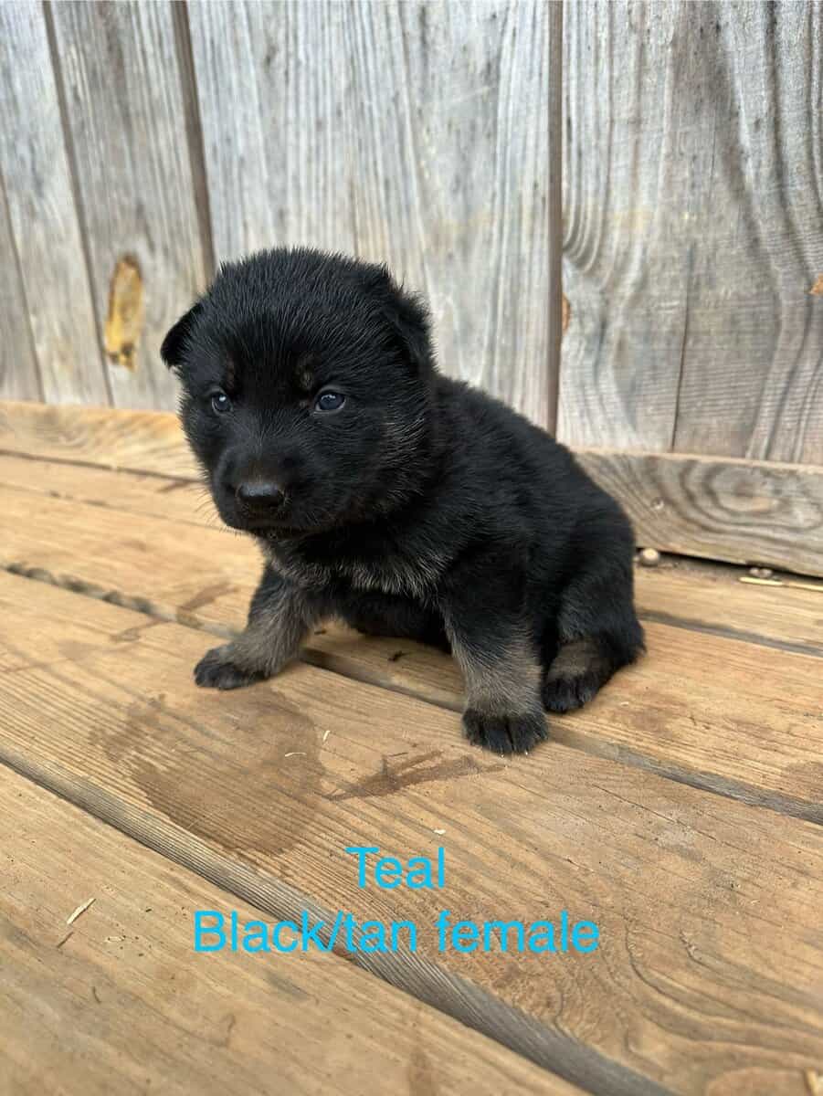 Still available - Purebred German Shepherd Puppies image 3