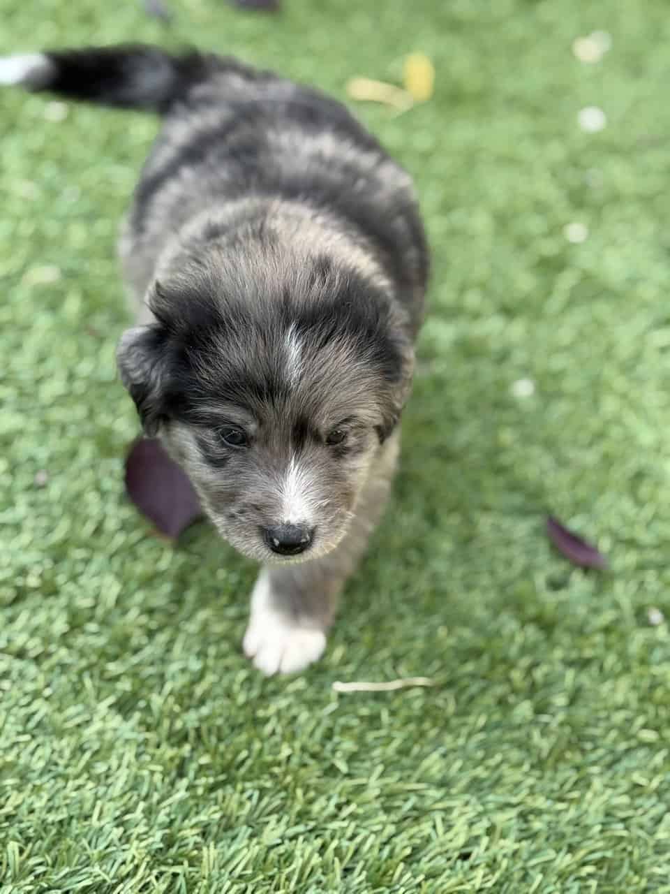 Great Pyrenees × Australian Shepherd × Lab Puppies image 3
