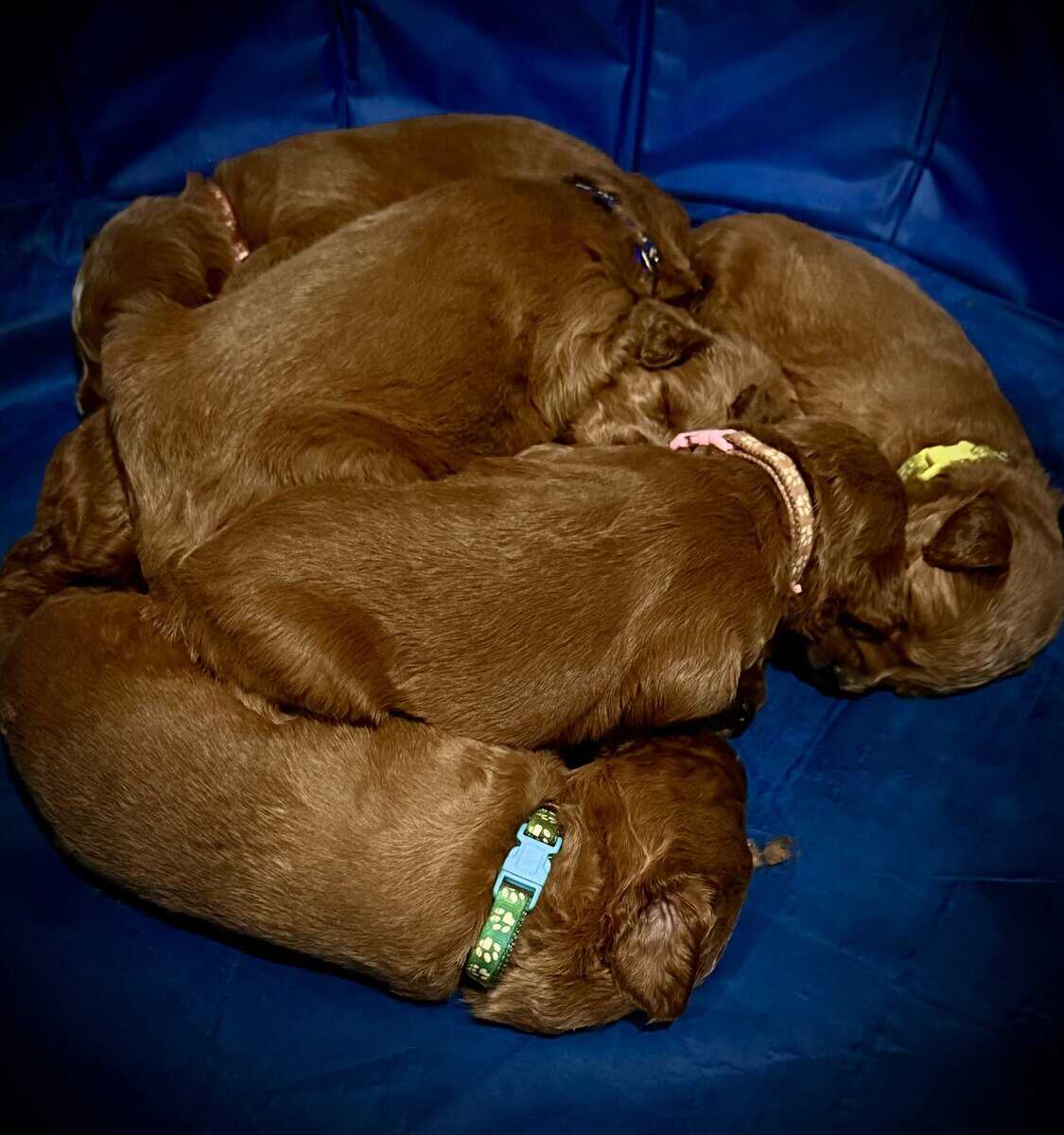 Litter of 7 Teddy Bear like Goldendoodles image 12