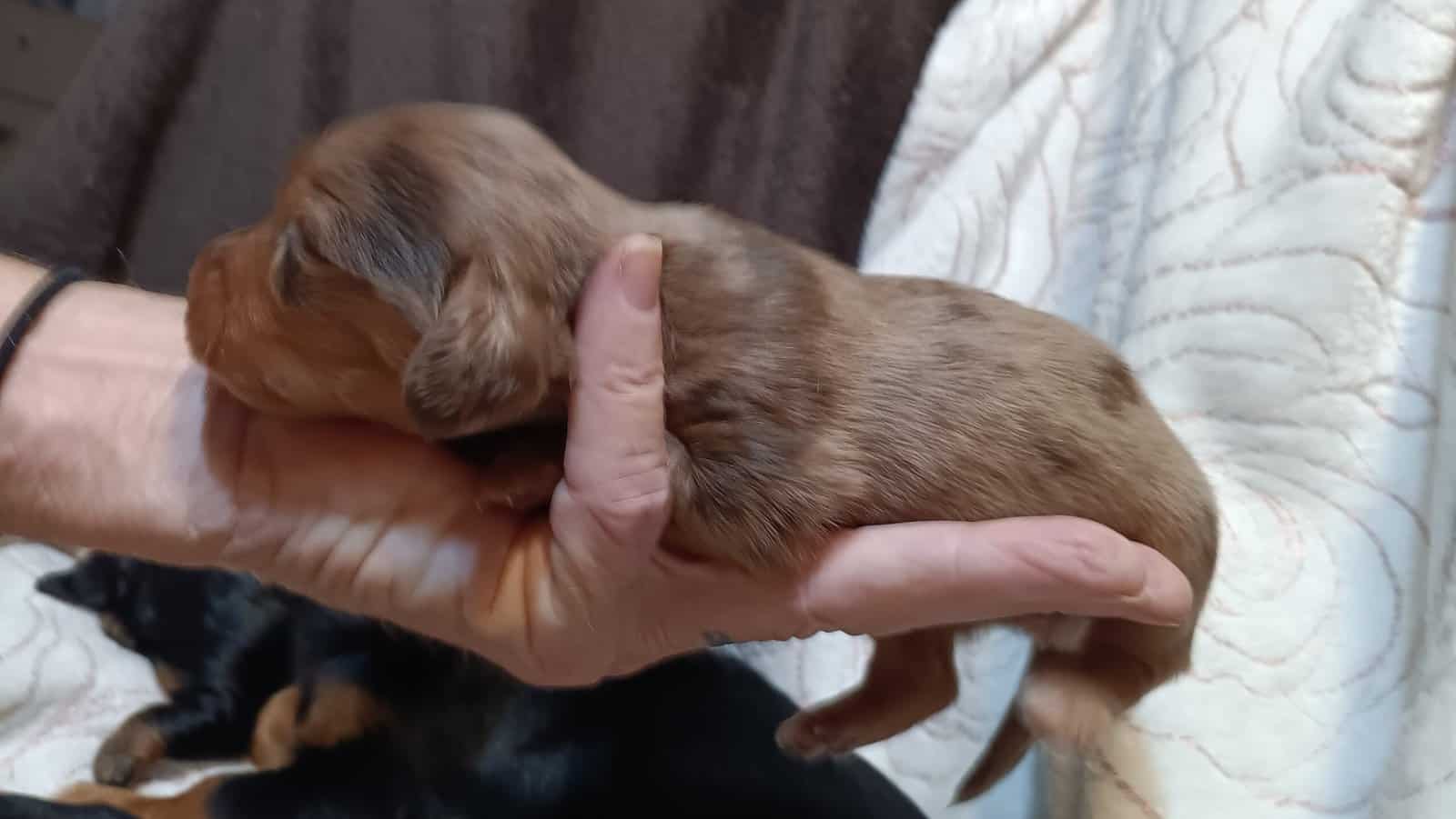 Miniature Dachshunds puppies image 7