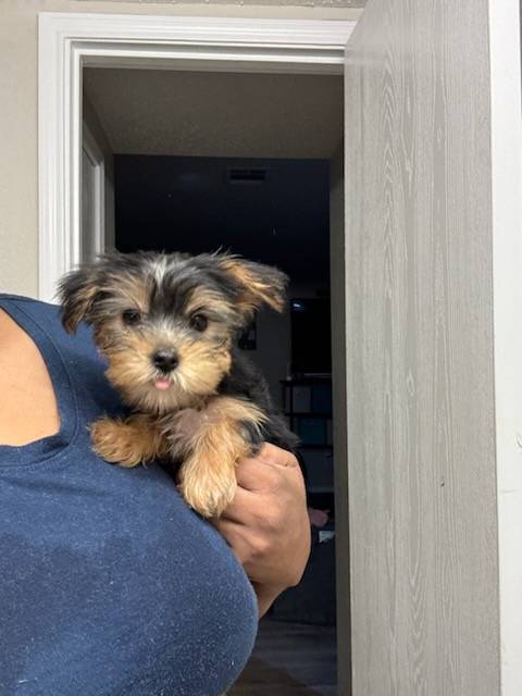 Yorkie Puppy Girl image 1