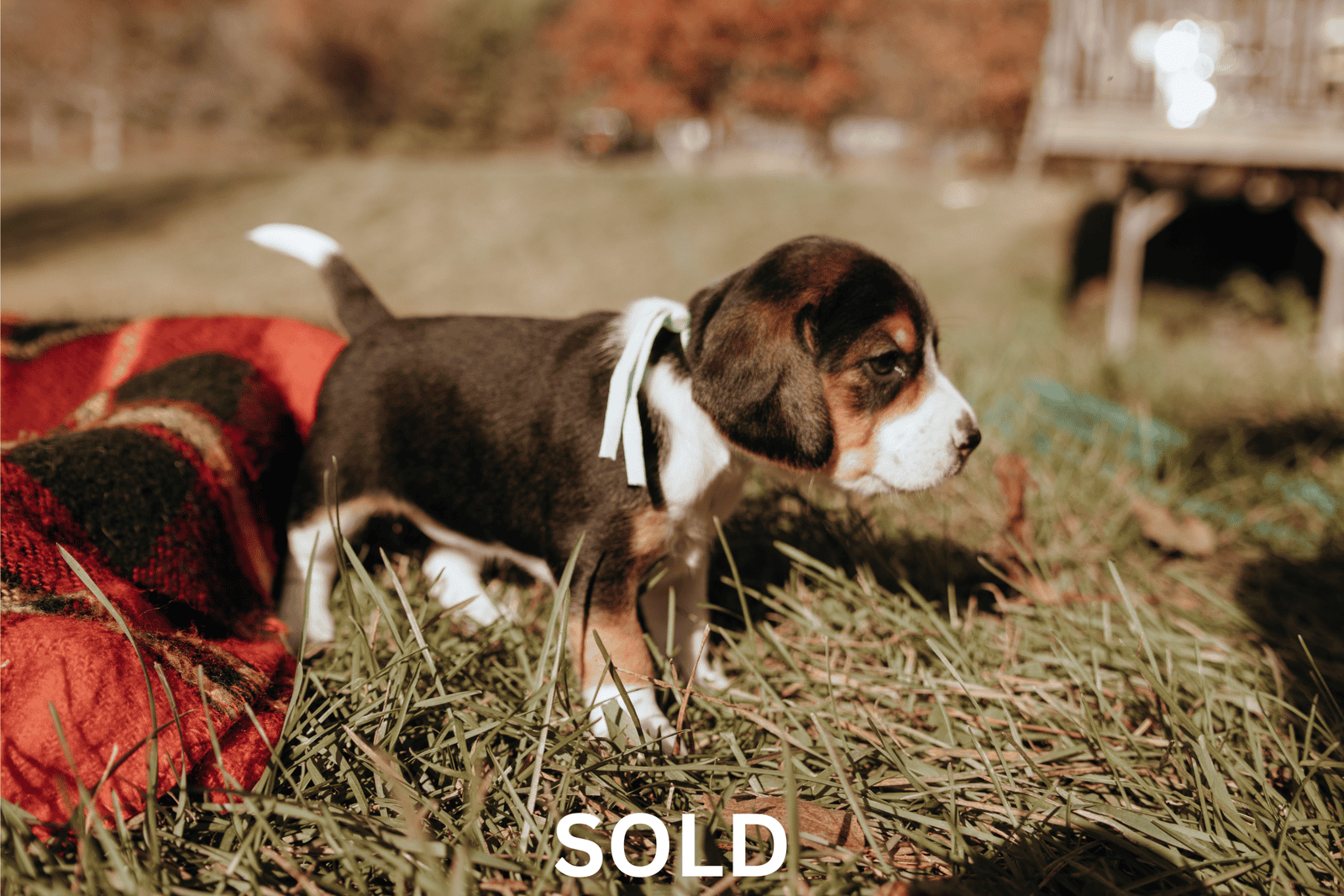 Beagle puppies (Michigan area) before Christmas image 7