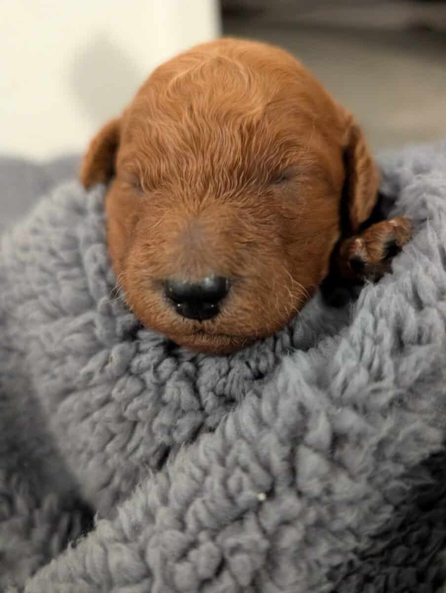 Mini Goldendoodles image 6