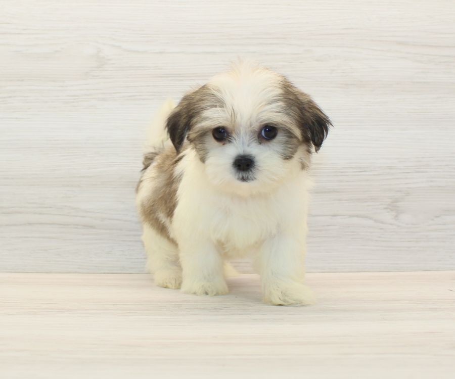 Shorkie Puppies For Sale image 8