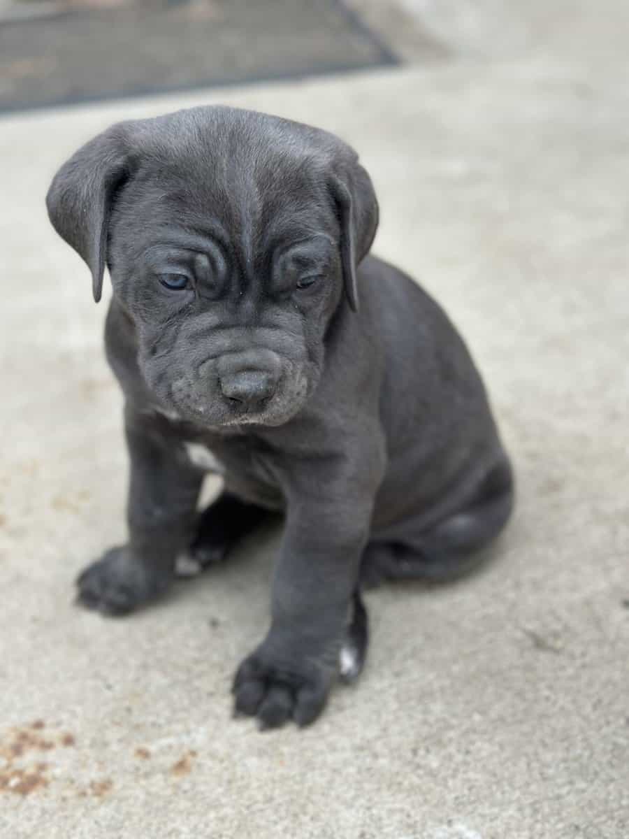 Cane Corso puppies available image 3