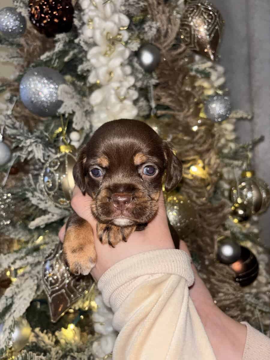 English Cocker Spaniel/French Bulldog Mix Puppies image 7