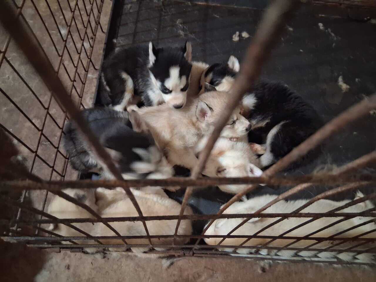 Husky pups image 1