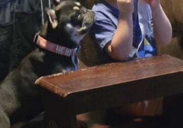 AKC Choc/ tan, f, French Bulldog