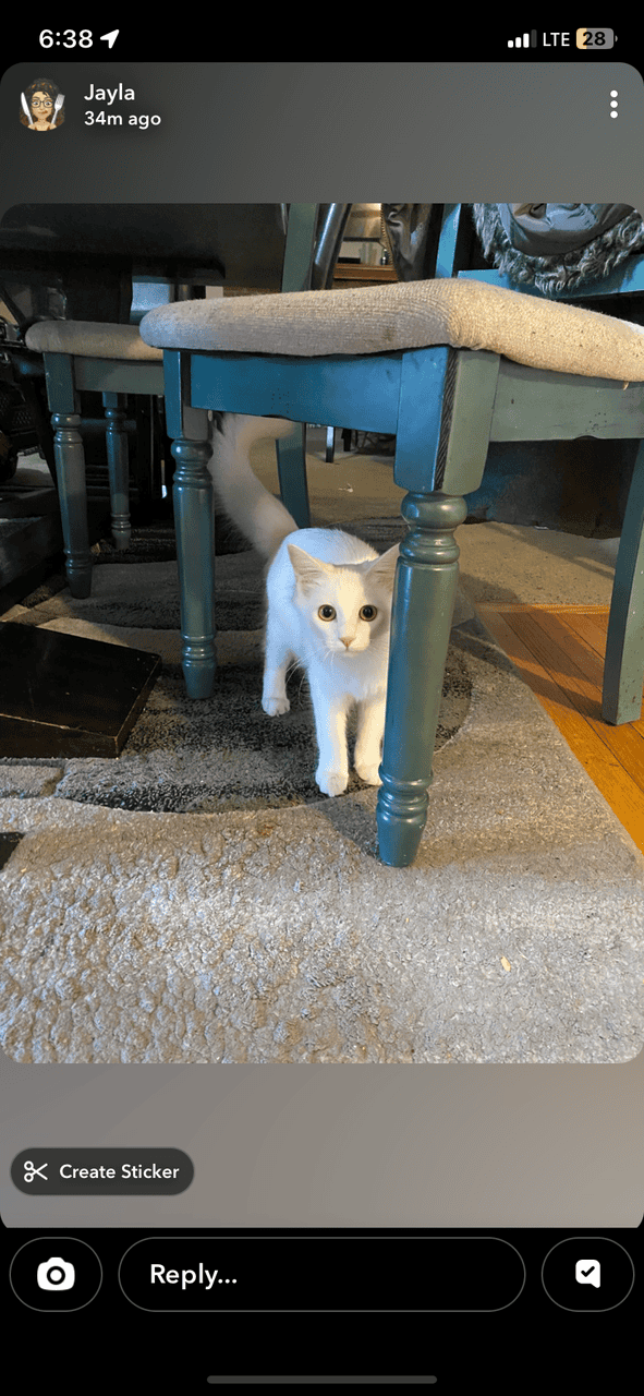 Pure White Kitten For Sale image 4