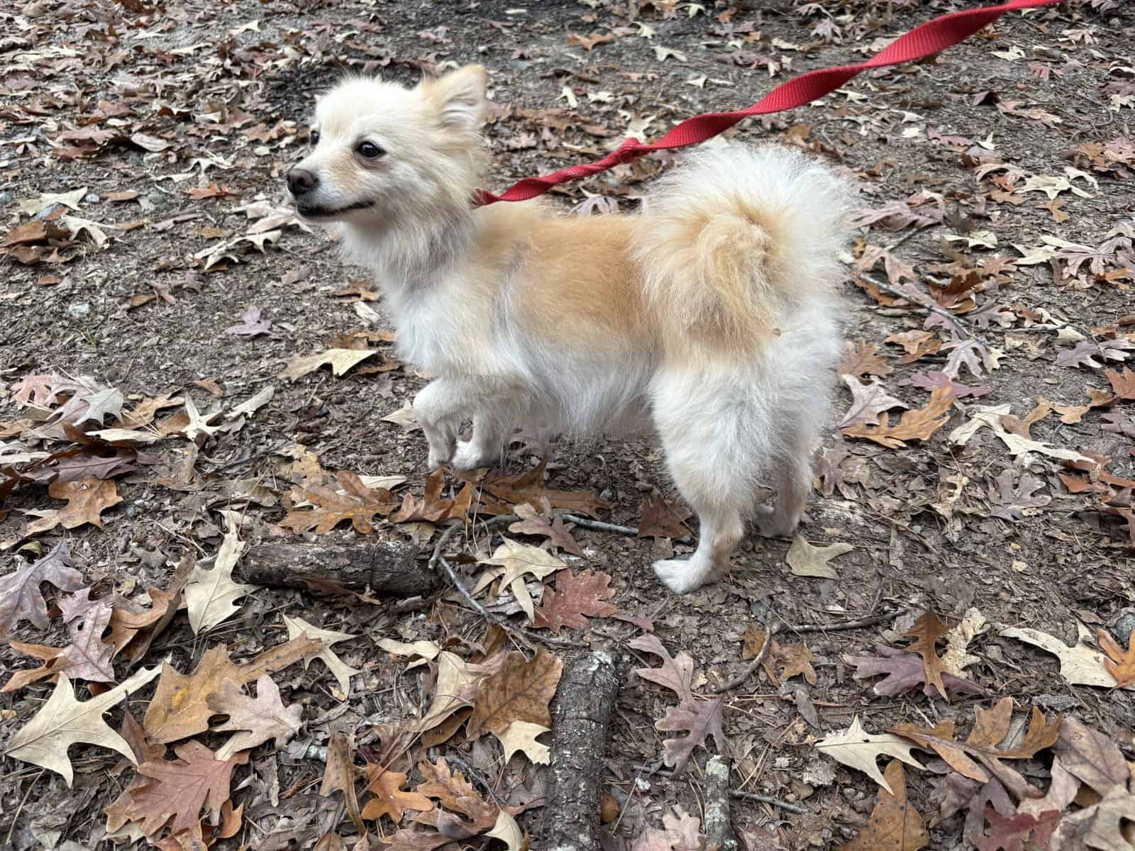 Pomeranian image 1