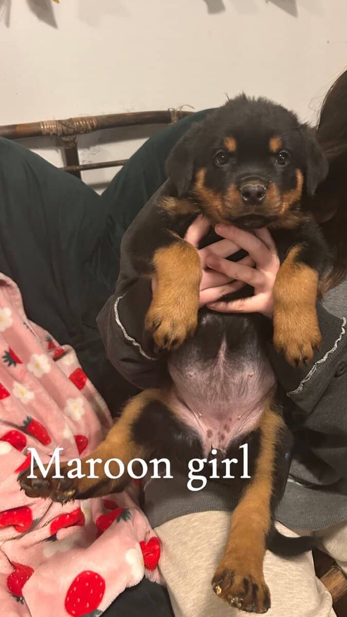 Rottweiler puppies image 2