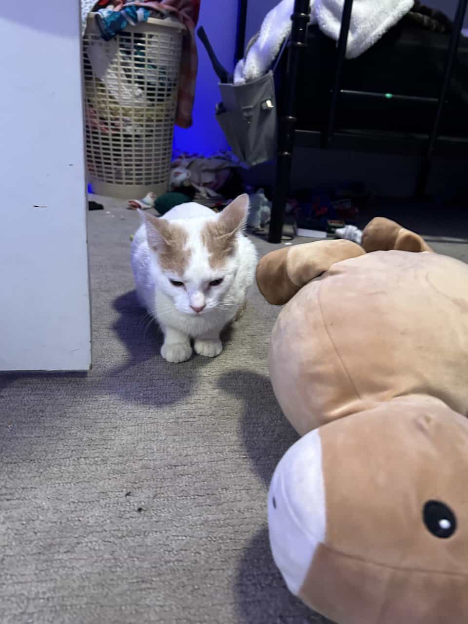 Cat for sale!! image 3