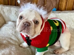 Platinum female French Bulldog