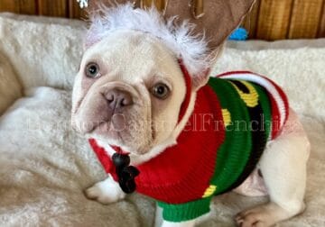 Platinum female French Bulldog