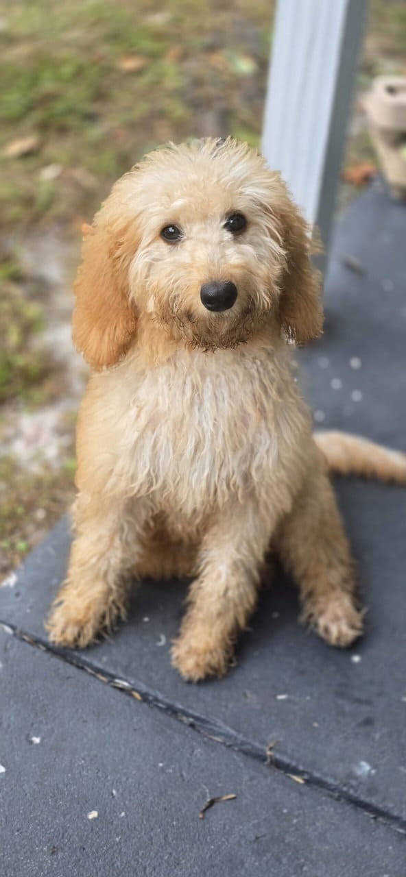 Goldendoodle Puppy image 2