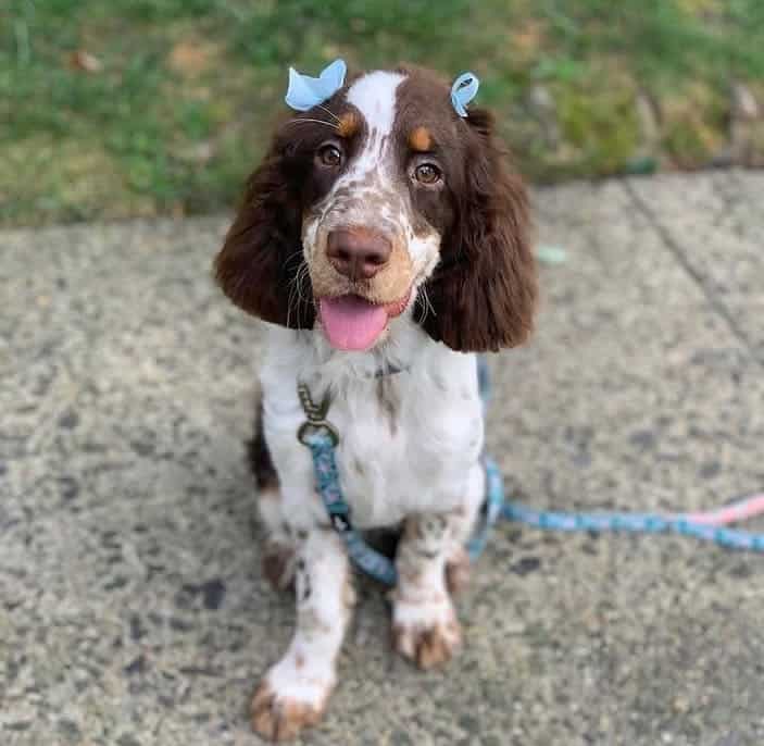 A Springer Spaniel puppy with springs in her paws image 3