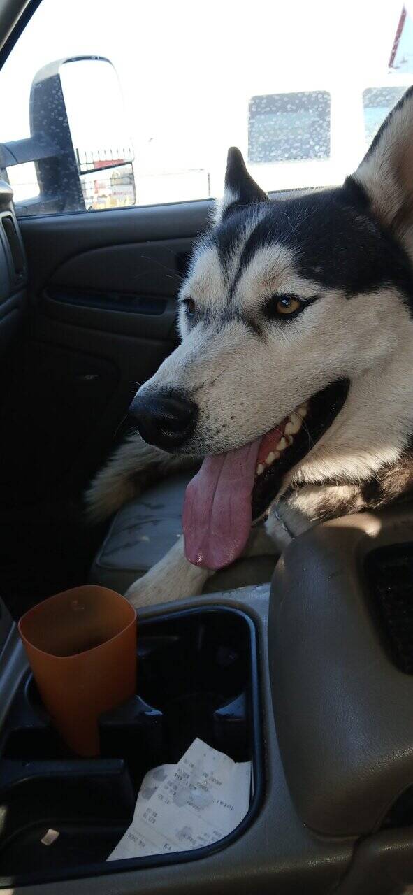 Super friendly husky 86 lb rabies and parvo update image 3
