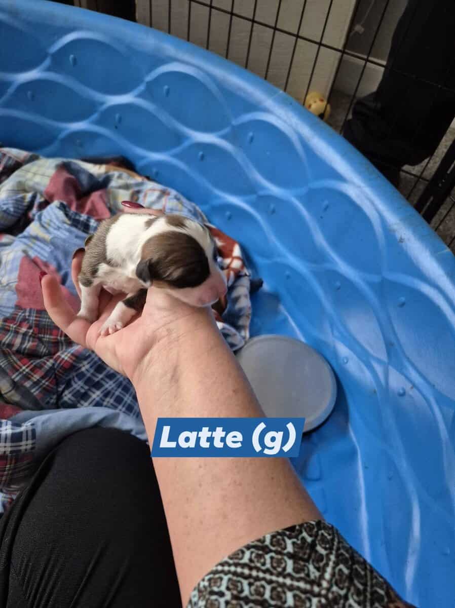"Latte" - F- Born 11-22-2025 image 1